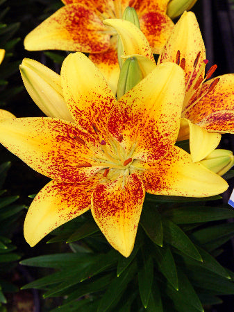 Tiny Nugget Asiatic Lily (LILIUM ASIATIC TINY NUGGET) - 1 gallon