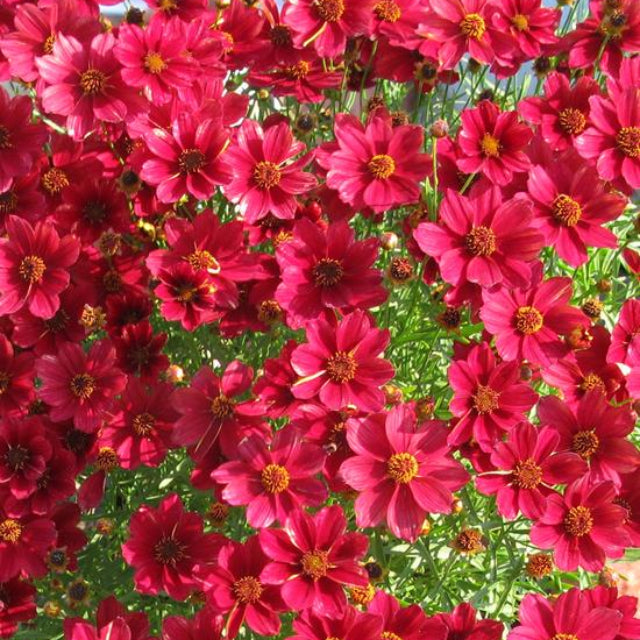 COREOPSIS 'RED SATIN'  G1 PTW