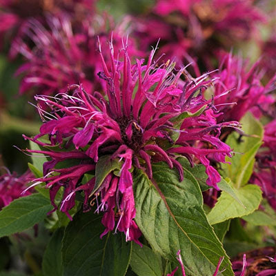 MONARDA 'BALMY PURPLE'  G1 PTW