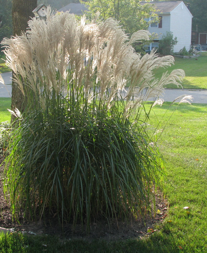 GRASS - M. S. 'GRACILLIMUS'  G2