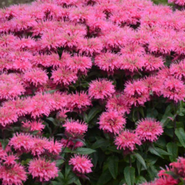 MONARDA SUGAR BUZZ 'BUBBLEGUM BLAST'  19CM PTW