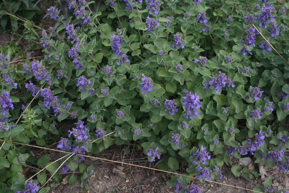 NEPETA 'EARLY BIRD  G1