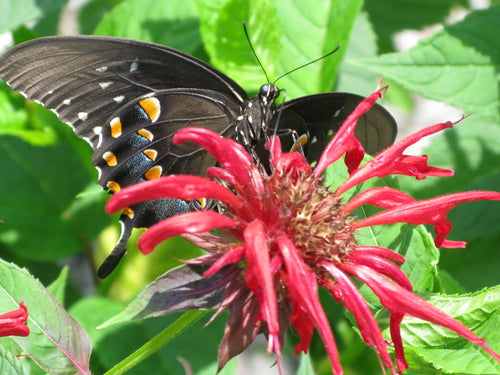 MONARDA 'JACOB CLINE'  G1 AB