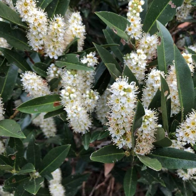 PRUNUS L. 'ZIMMERMAN'  G3