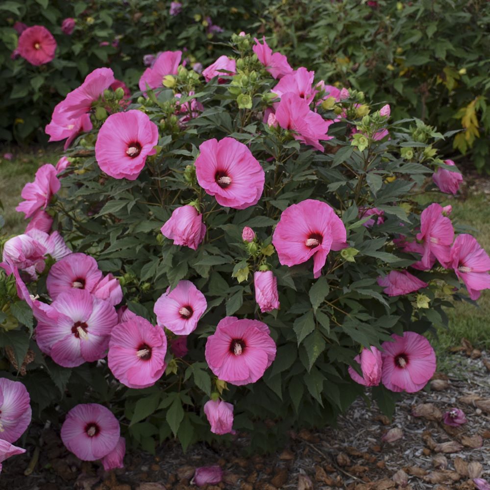 HIBISCUS X 'SUMMERIFIC CANDY CRUSH'  G2 PW
