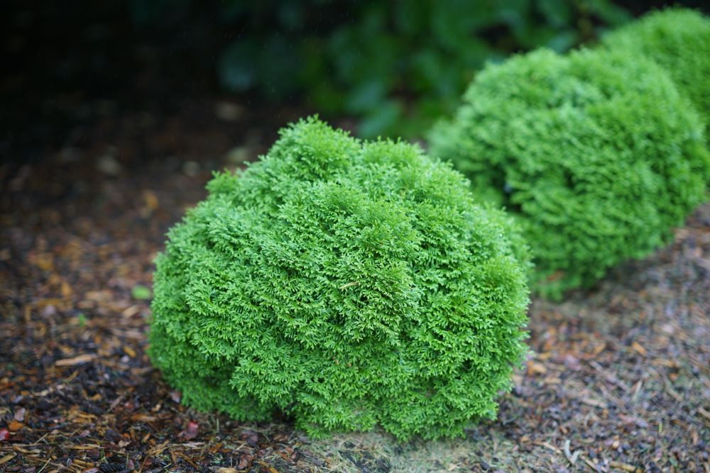 THUJA OCC. 'TATER TOT'®  G2 PW