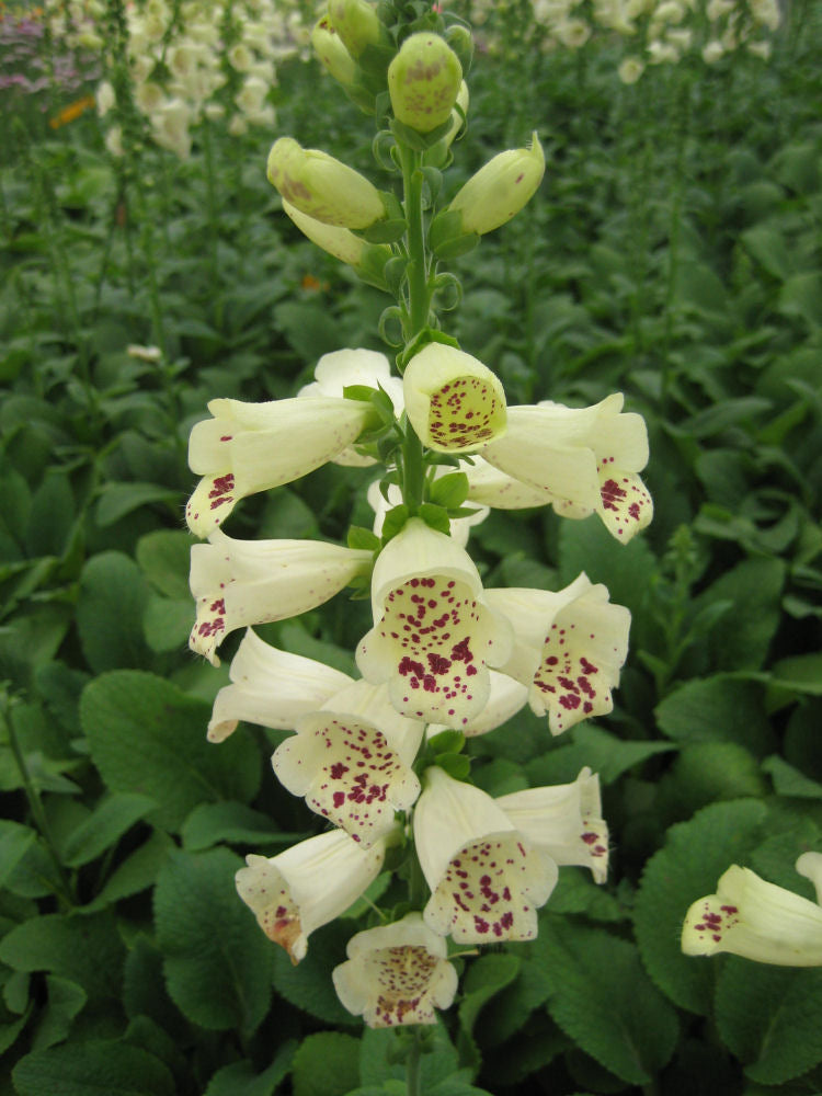 Camelot Cream Foxglove (DIGITALIS P CAMELOT CREME) - 1 gallon