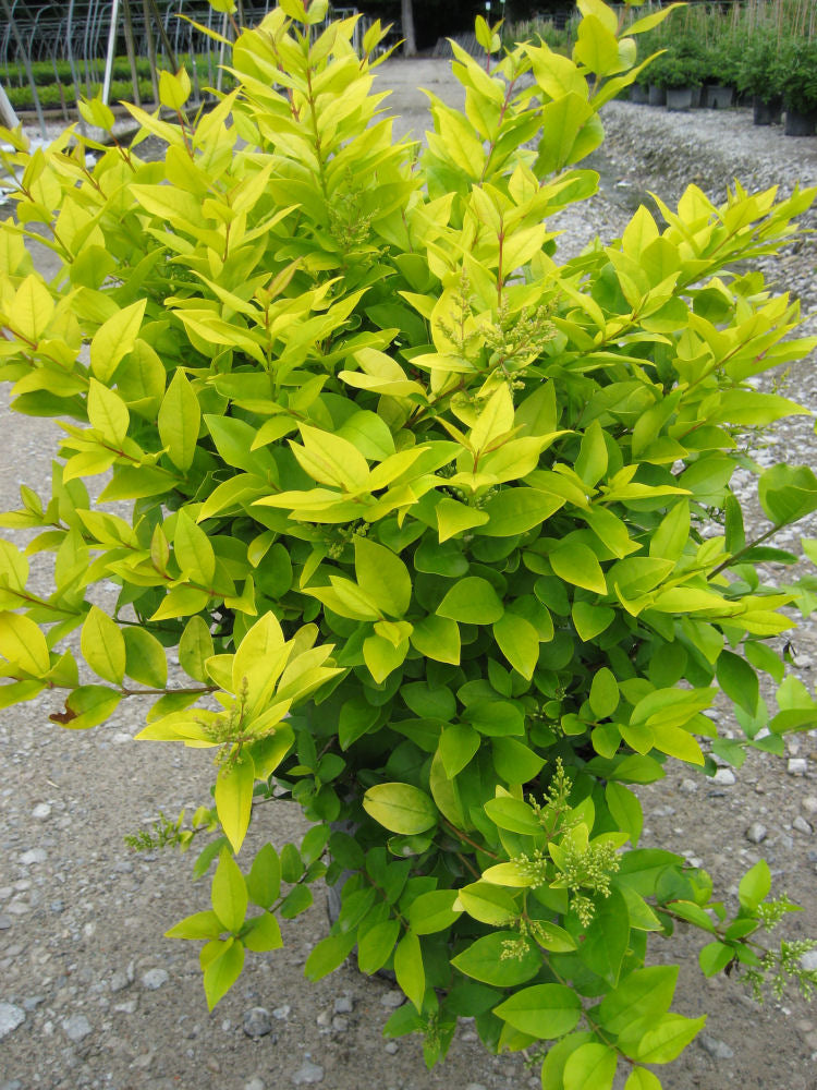 LIGUSTRUM X 'VICARYI'  G3 15"