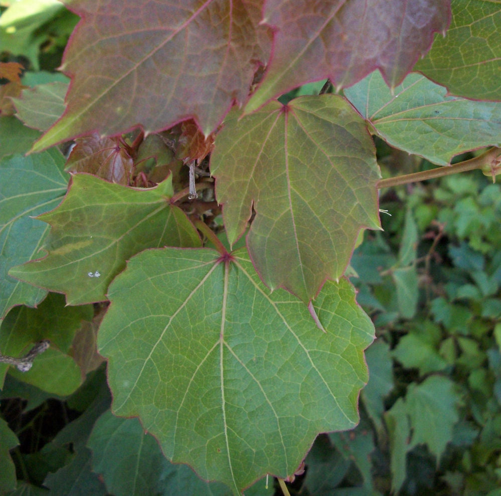 PARTHENOCISSUS TRI. 'ROBUSTA'  G1