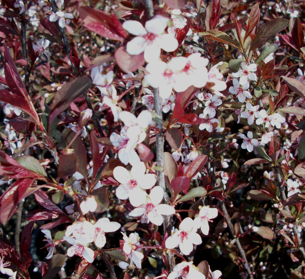 PRUNUS CISTENA  G3 18"