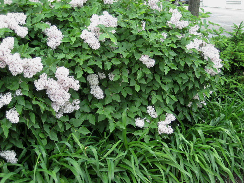 SYRINGA PATULA 'MISS KIM'  G3 15"