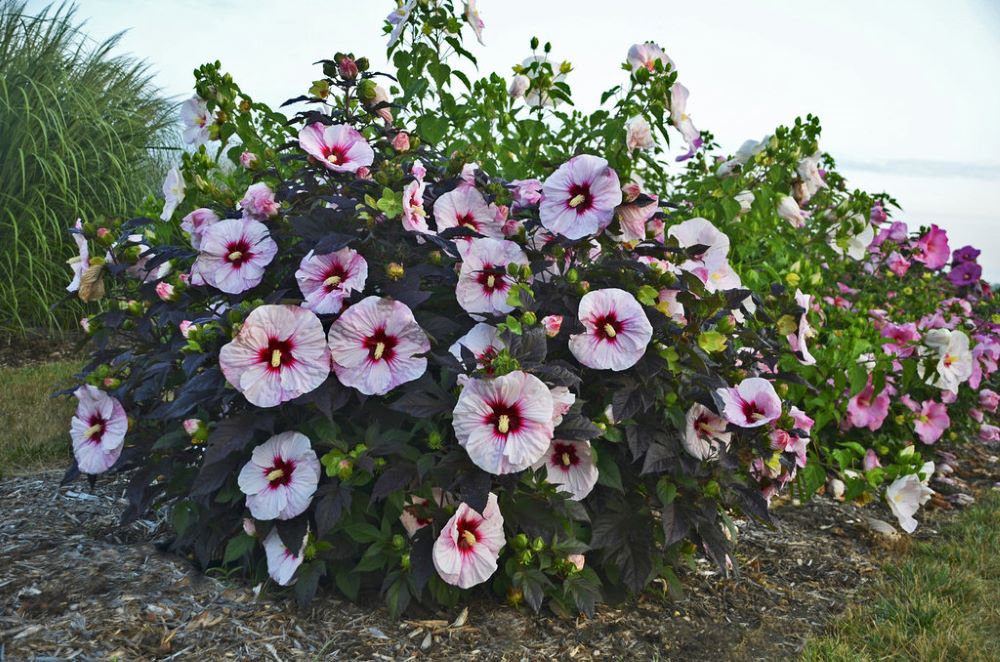 HIBISCUS X 'SUMMERIFIC PERFECT STORM'  G1 PW