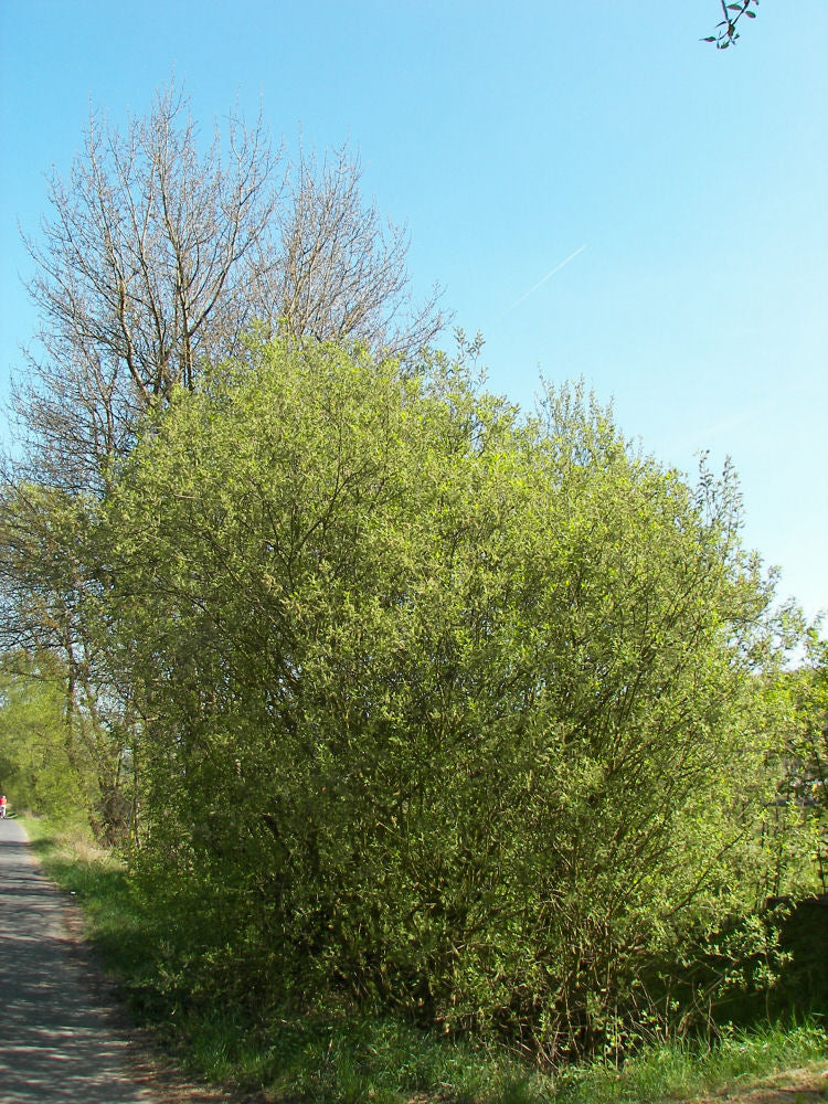 SALIX CAPREA  G3 24"