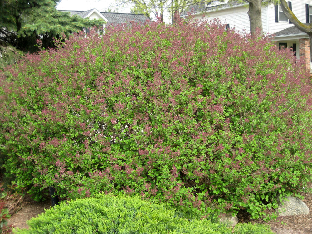 SYRINGA MEYERI 'PALIBIN'  G3 12"