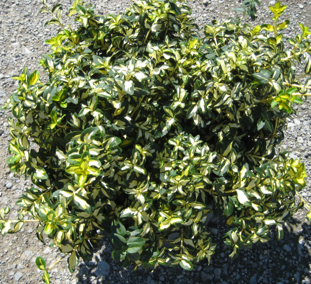 EUONYMUS FOR. 'MOONSHADOW'  G2 10"