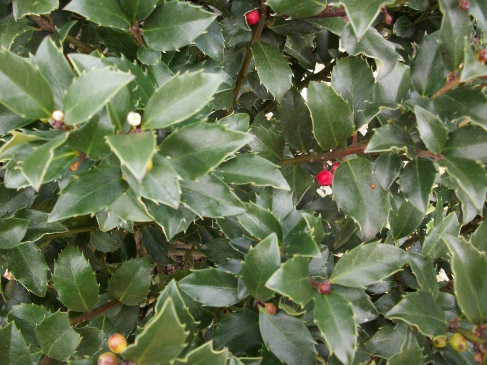 ILEX X MES. 'BLUE MAID'  G3 15"