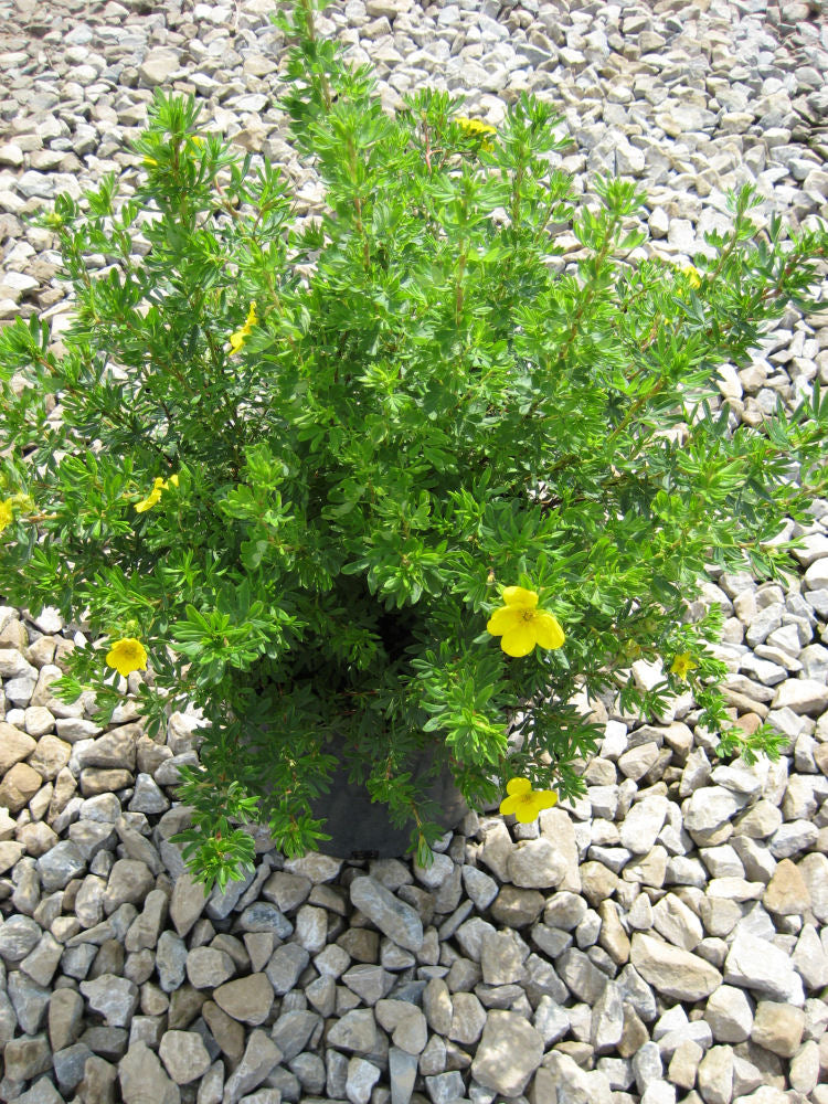 POTENTILLA FR. 'GOLDFINGER'  G2 10"
