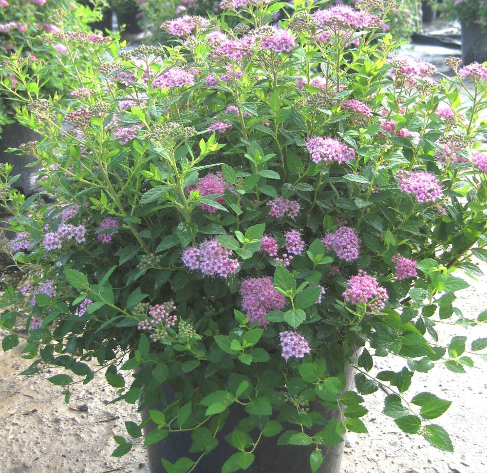 SPIRAEA JAP. 'LITTLE PRINCESS'  G2 12"