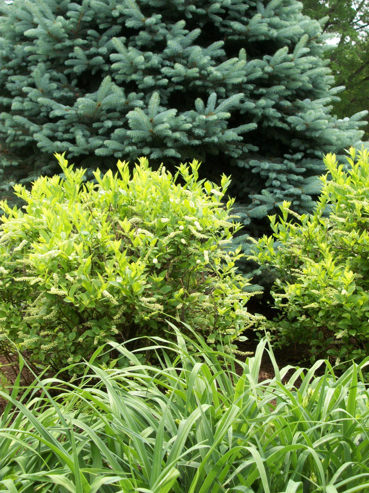 ITEA VIRGINICA 'HENRY'S GARNET'  G3 15"