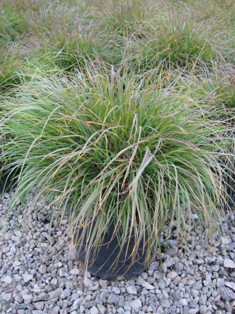 GRASS - PE. AL. 'HAMELN'  G3
