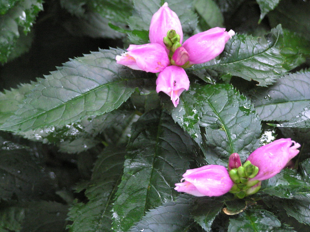 CHELONE LYONII 'HOT LIPS'  G1 AB