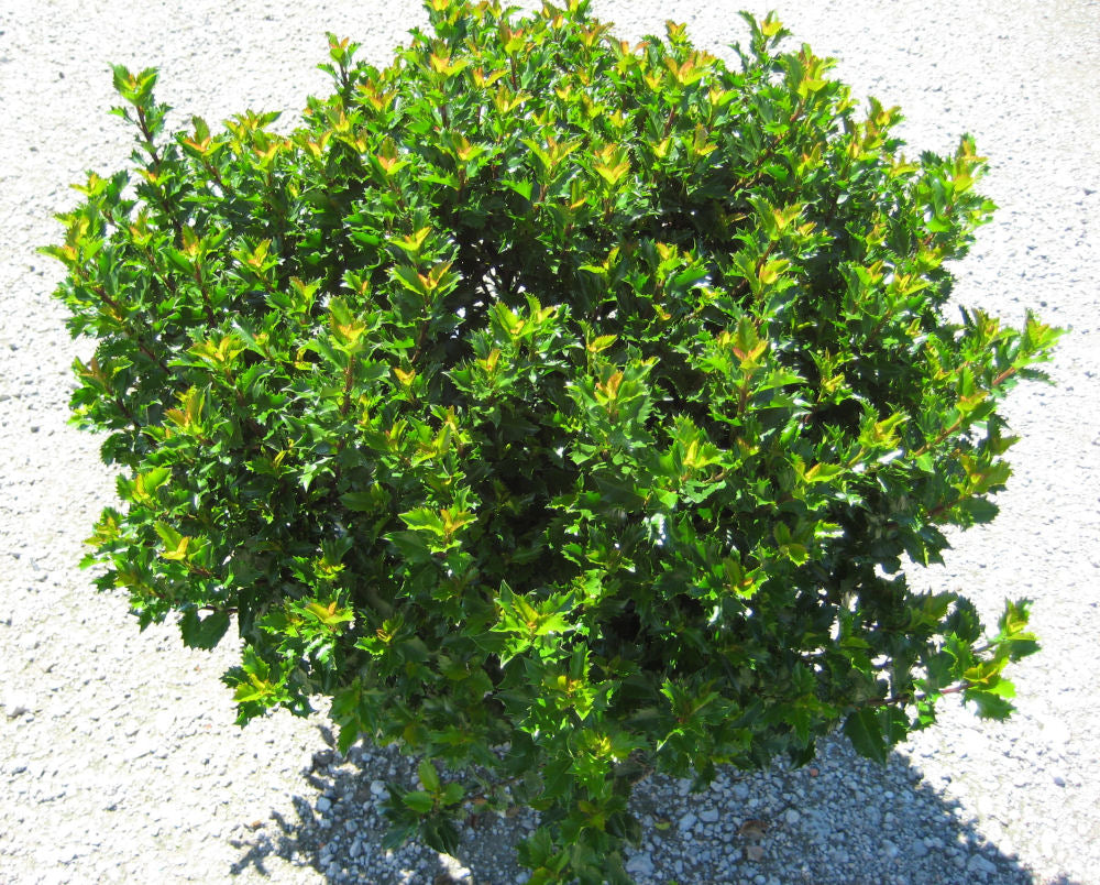 ILEX X WILLEMER  G3 15"