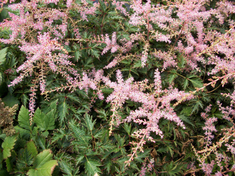 ASTILBE SIM. 'SPRITE'  19CM