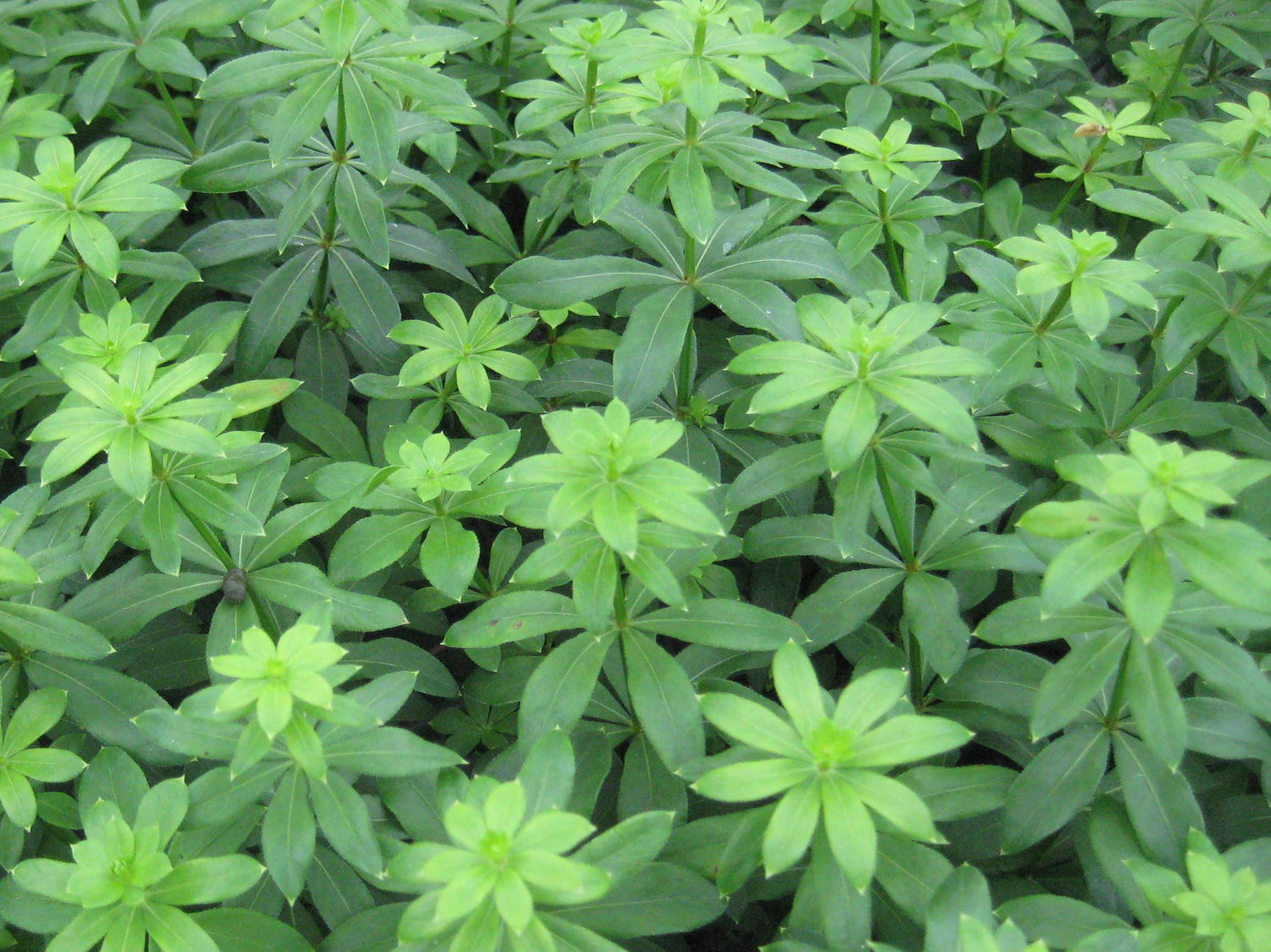 GALIUM ODORATUM  19CM