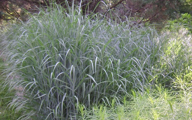 GRASS - PA. 'HEAVY METAL'  G3