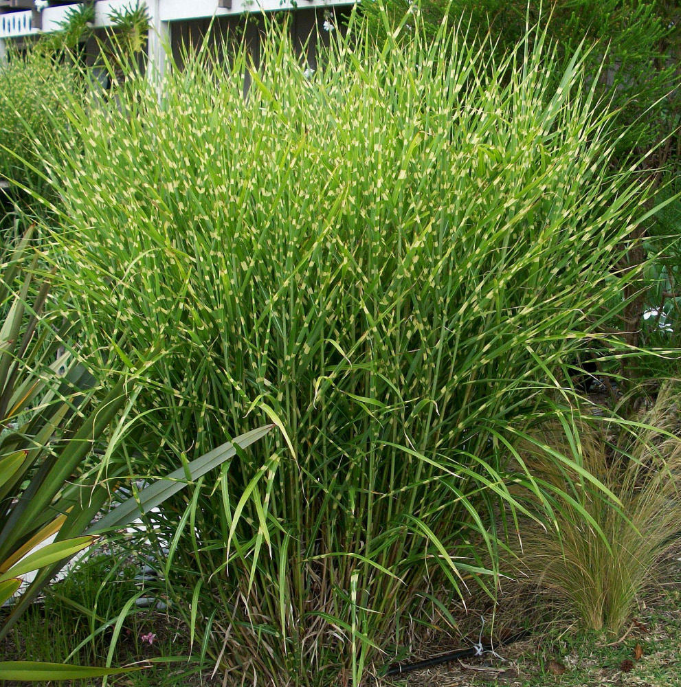 GRASS - M. S. 'STRICTUS'  G3