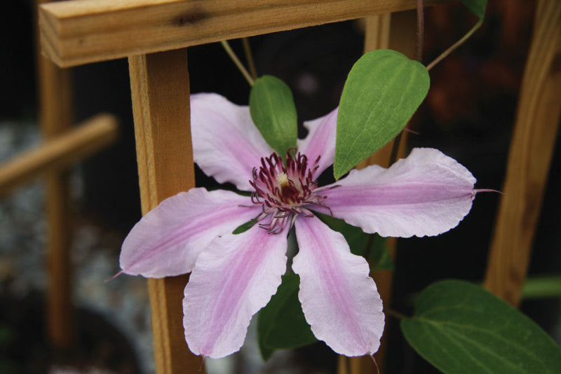 CLEMATIS 'DOUBLE ROSE'  19CM