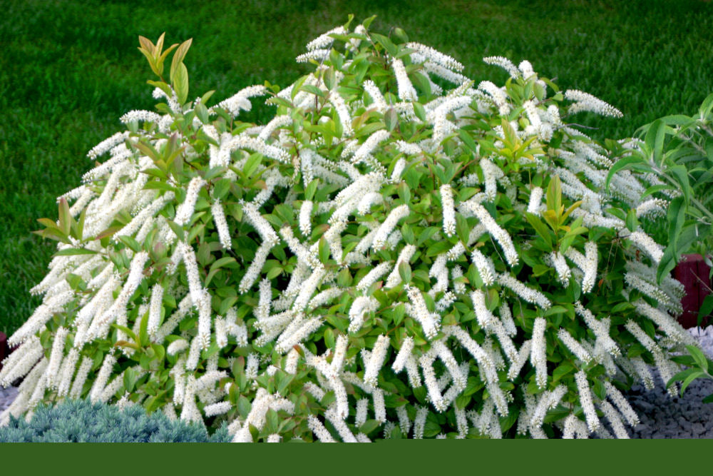 ITEA VIRGINICA 'LITTLE HENRY'®  G3 15" PW