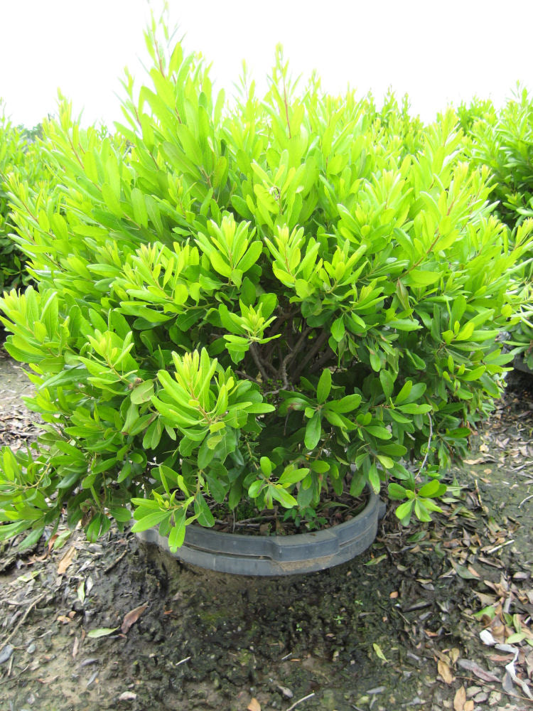 MYRICA PENSYLVANICA  G3 18"