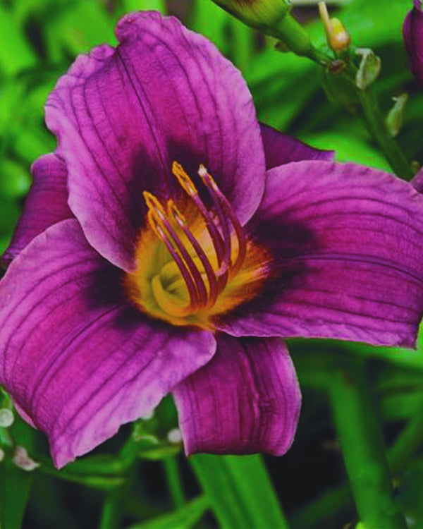 HEMER 'GRAPE MAGIC'  19CM