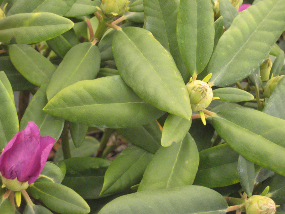 RHODO. 'CAT. BOURSAULT'  G3 15"