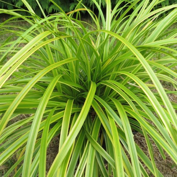 GRASS - CAREX 'EVERLIME'  19CM PTW