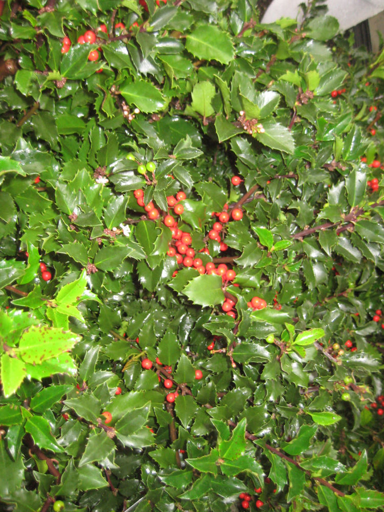 ILEX ROYAL FAMILY-PRINCE/PRINCESS G3 15"