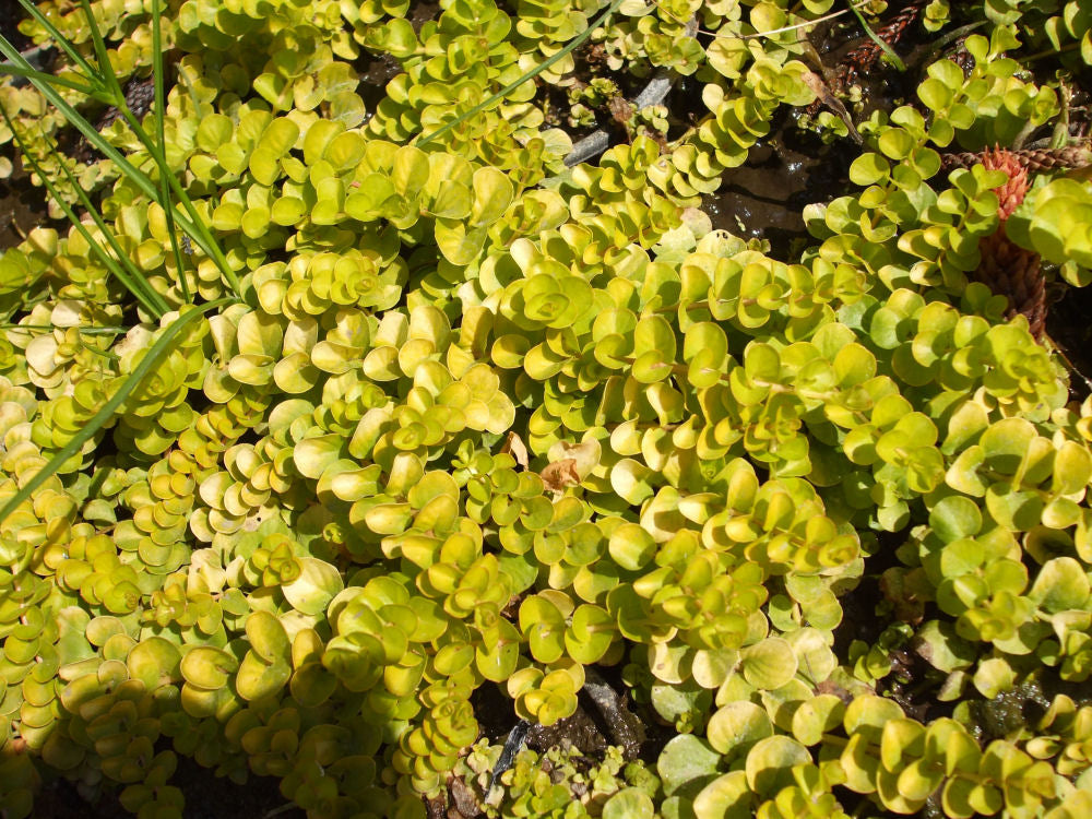 LYSIMACHIA NUMMULARIA 'AUREA'  19CM