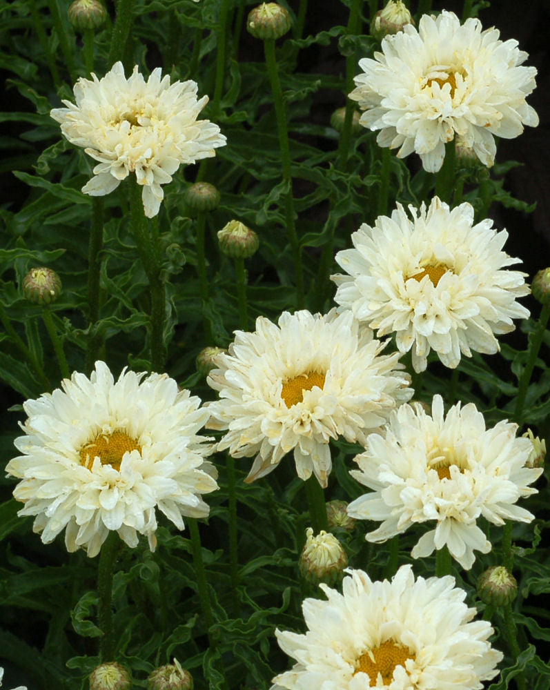 LEUCANTHEMUM X S. 'VICTORIAN SECRET'  19CM