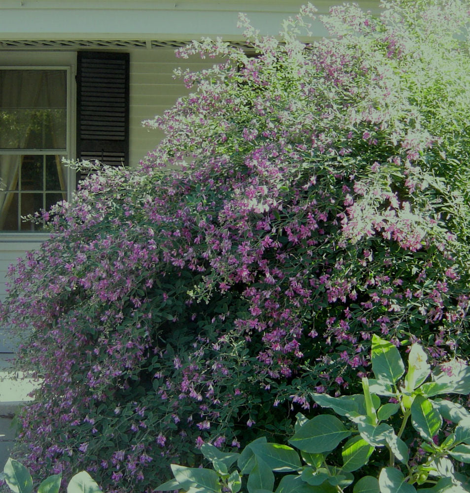 LESPEDEZA THUNBERGII 'GIBRALTAR'  G3 15"