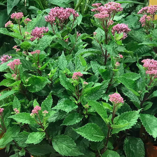EUPATORIUM P. 'EUPHORIA RUBY'  19CM