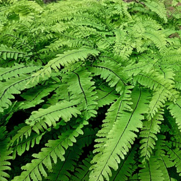 FERN -FIVE FINGER MAIDENHAIR  19CM