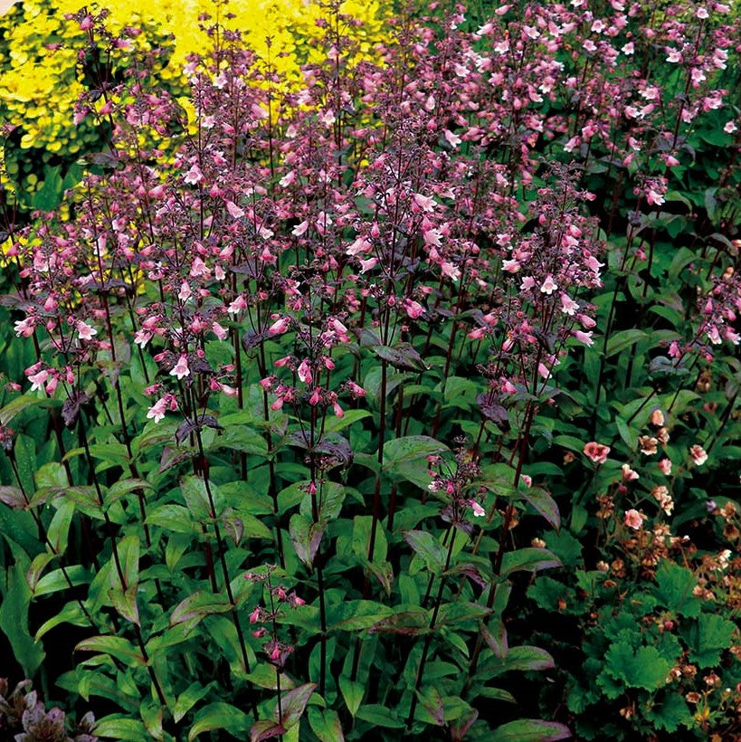 PENSTEMON 'DAKOTA VERDE'  19CM PTW