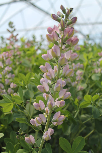 BAPTISIA 'PINK TRUFFLES'  19CM PW