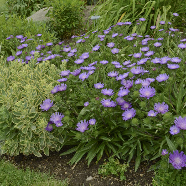 STOKESIA L. 'HONEYSONG PURPLE'  19CM