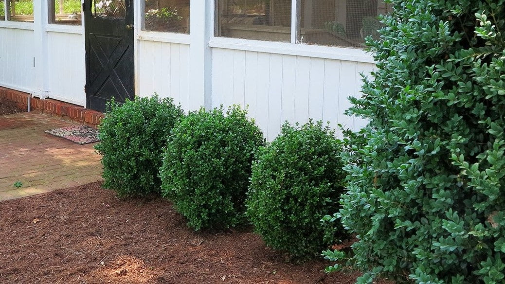 BUXUS NEWGEN FREEDOM G3 NG 15"