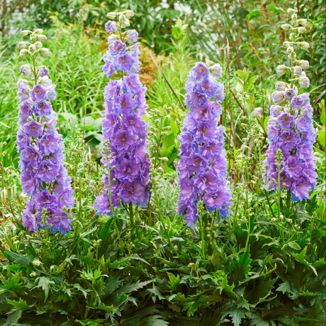Delgenius™ 'Shelby' larkspur (DELPHINIUM DEL SHELBY) - 1 gallon