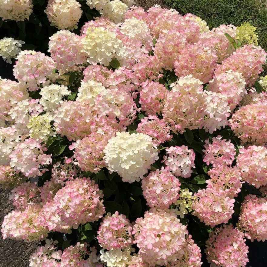 HYDRANGEA P 'FIRE LIGHT TIDBIT'®  G3 PW