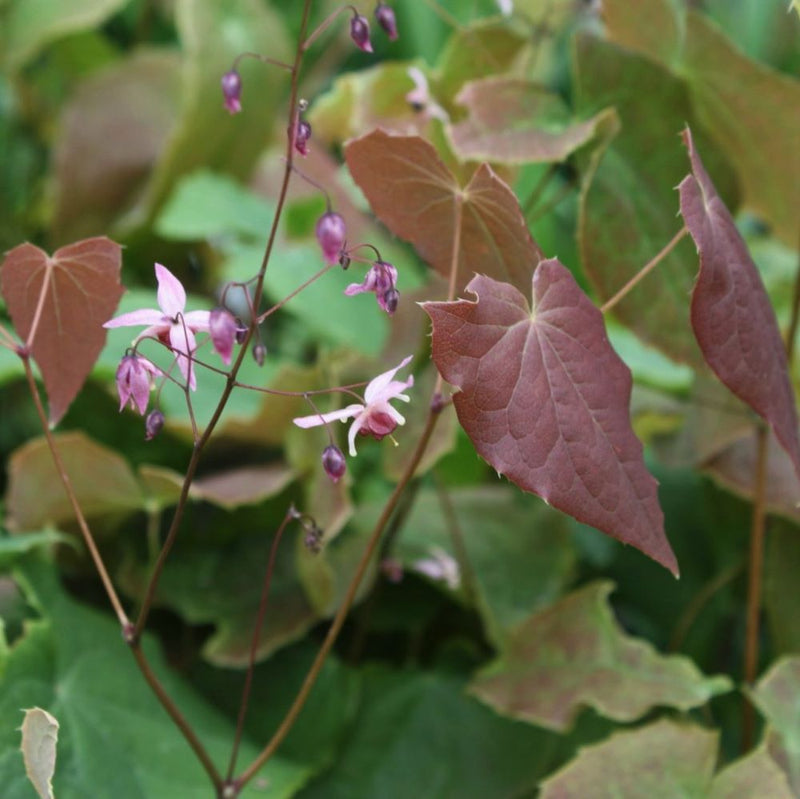 Pink Elf Barrenwort (EPIMEDIUM PINK ELF) - 1 gallon
