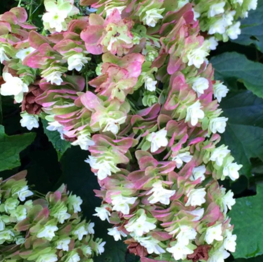 HYDRANGEA QU. 'SNOWCICLE' G3 PTW